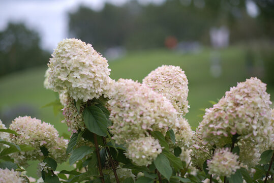 Blooming pink and white hydrangea paniculata bushes in lush garden landscape. Beautiful floral background in full summer blossom outdoors.