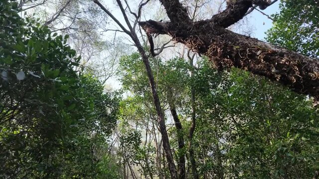 Dense mangrove forest canopy looking up towards sky in Karimunjawa, lush tropical vegetation, sunlight filtering through green leaves, branches, ecosystem biodiversity, natural environment, wild