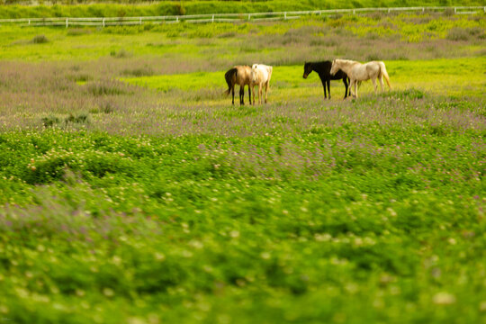 horses grazing in meadow, Stanford, South Africa