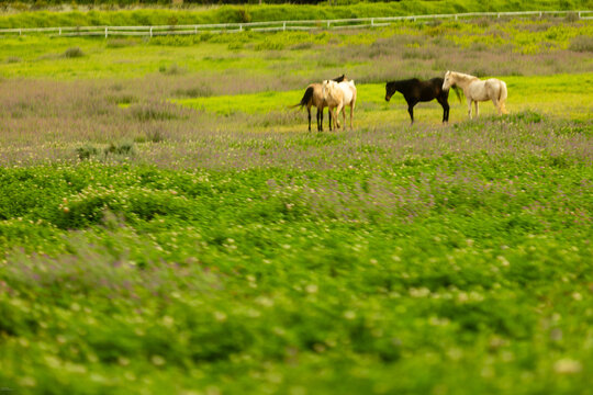 horses grazing in meadow, Stanford, South Africa