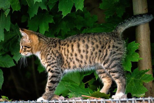 Tabby kitten standing in summer park, side view
