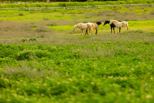 horses grazing in meadow, Stanford, South Africa