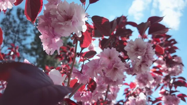 Panorama from below, close-up of beautiful double pink Japanese cherry blossoms Prunus serrulata blooming on branches filled with vibrant deep burgundy-red foliage against bright blue sky on sunny day