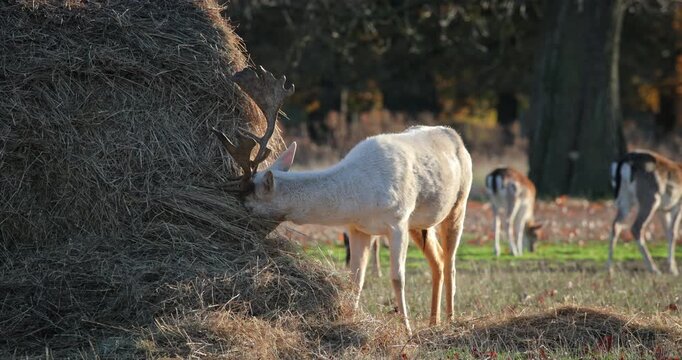 White fallow deer buck with antlers feeding on a large hay bale in an autumn park, serene grazing behavior captured close-up in natural rural habitat during daylight