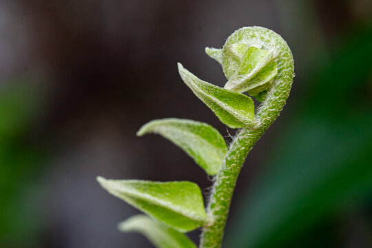 close up of green leaf