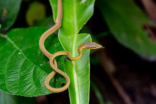 green snake on a branch
