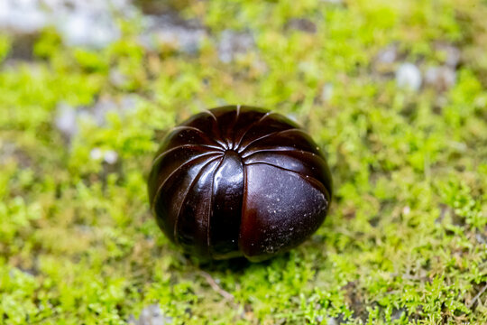 cricket ball on the grass