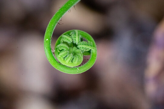green leaf with water drops
