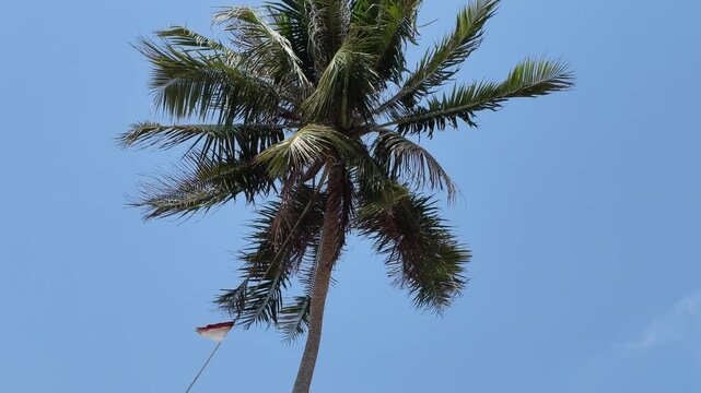 Red and white kite flying high tied to a tall tropical palm tree against a clear blue summer sky, coastal holiday atmosphere, breezy travel mood, vacation lifestyle, summer outdoor leisure time