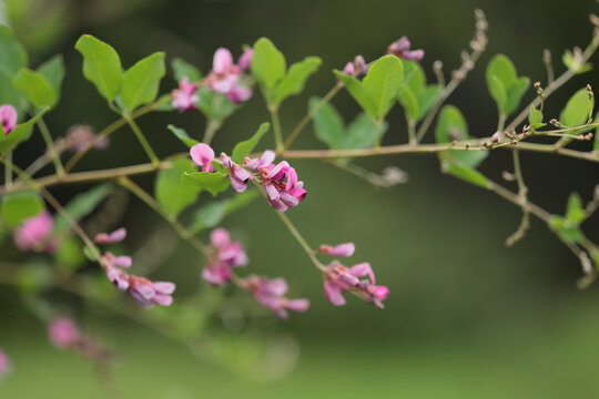 萩の花