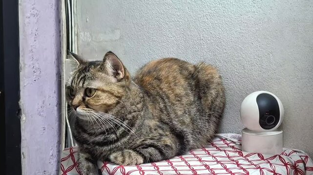cute brown tabby cat sitting resting comfortably on patterned cloth beside white smart indoor security camera for pet surveillance and home monitoring