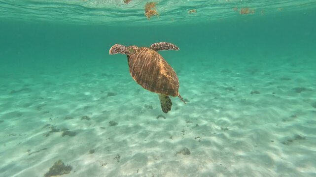 Marines turtles underwater on Guadeloupe island on 4K videos