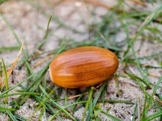 One mature oak acorn fallen on the soil among green grass. © SergySK