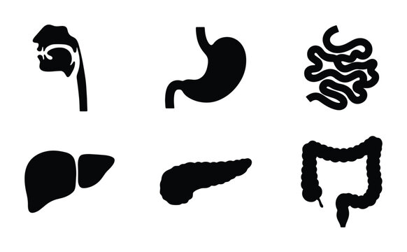Human digestive system organs silhouette for science logo