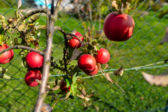Red apples growing on an ecological apple tree