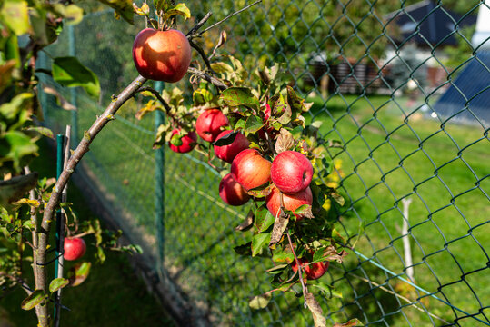 Ripe red apples growing on young tree in autumn garden