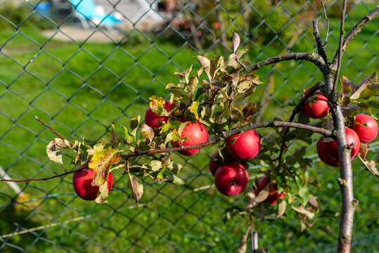 Red apples growing on an young apple tree