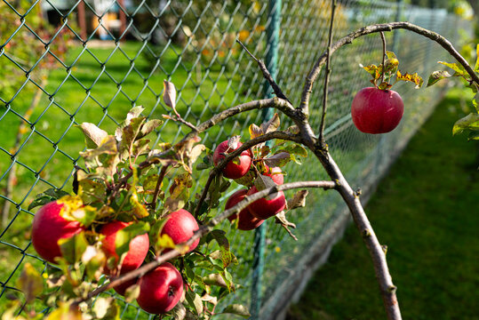 Ripe red apples growing on young apple tree
