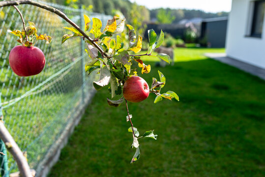 Red apple hanging on branch in sunny garden