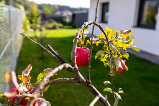 Red apples growing on young tree in autumn garden