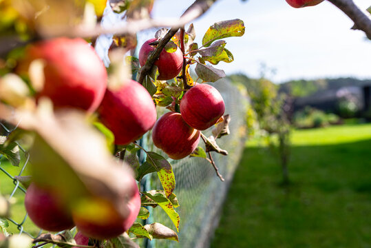Red apples growing on an eco garden tree