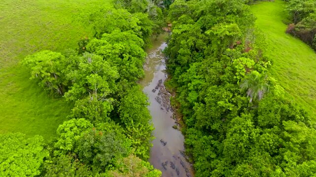 Summer daytime natural landscape with wild forest and river. Impenetrable thickets of trees line the bank. A calm river flows through a tropical forest. An amazing place teeming with wildlife.