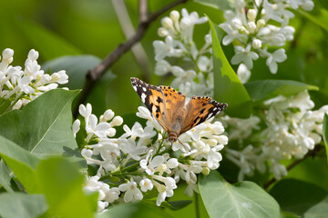 A Vanessa cardui butterfly perched on a blooming lilac. Close-up © Shchipkova Elena