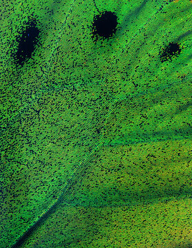 tropical butterfly wing close up. birdwing butterfly