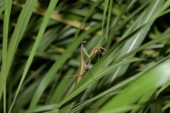 草むらに潜むカマキリ（草むら・ススキ・緑・昆虫・擬態・保護色・秋の生き物）
