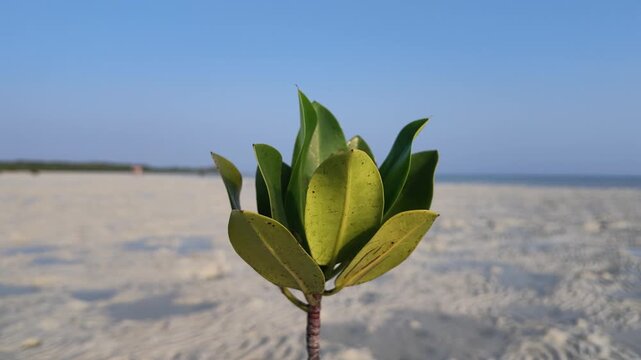 Slow motion. Small mangrove sapling growing on sandy beach with tidal patterns, tropical coastal ecosystem, resilient plant in salt environment, perfect for nature and travel content