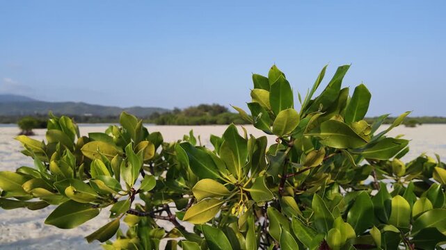 Slow motion. Vibrant green mangrove foliage against tropical coastal sandbank in Karimunjawa, lush vegetation, ecosystem preservation, tidal zone, seaside landscape, tranquil nature scenery,