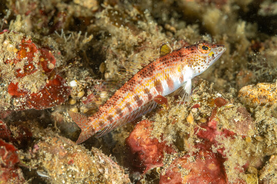 Indonesia, North Sulawesi, Lembeh, Snyder's Grubfish (Parapercis snyderi)