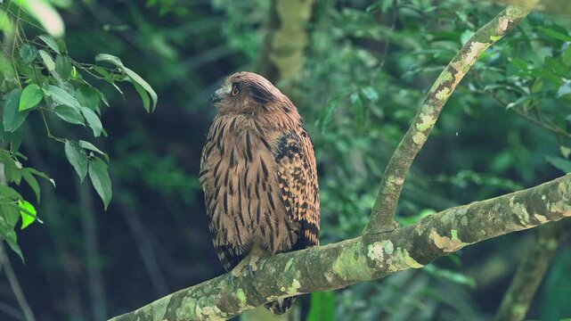Tawny fish owl looking arround and yawn.
