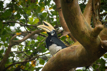 Wild hornbill bird sitting among green foliage in its natural habitat © Muñe