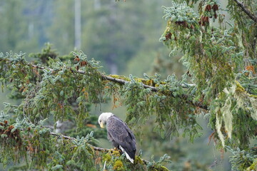 Fototapeta premium Bald eagle perched on a mossy evergreen branch looking down in a forest