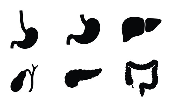 Digestive system organs silhouette for medical logo