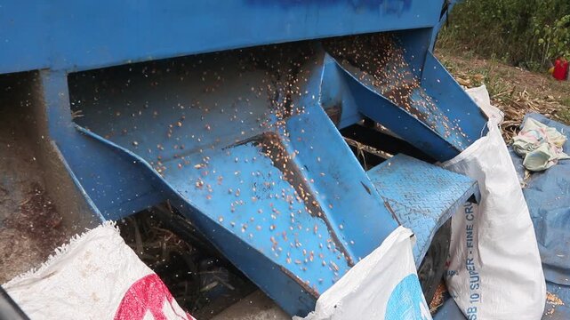 Short video of corn kernels coming out of the threshing machine