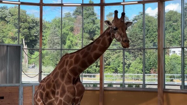 Panning right across giraffe walking inside zoo enclosure wildlife
