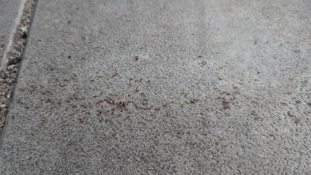 A long chain of tiny red Pharaoh ants moving fast and carrying food or eggs on a gray outdoor pavement background. Pest infestation or organized teamwork concept.