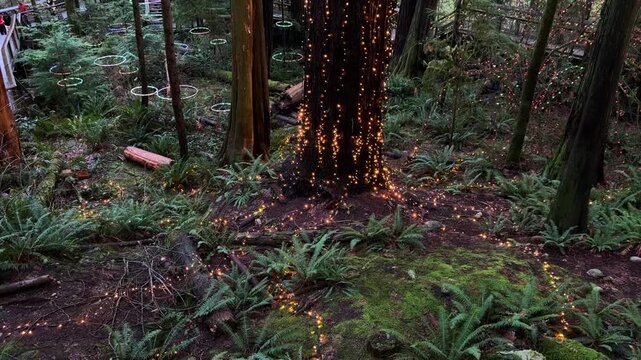 Tree trunk draped in cascading warm fairy lights with glowing light rings in the forest at Capilano Suspension Bridge Park in Vancouver, magical holiday scene with ferns.