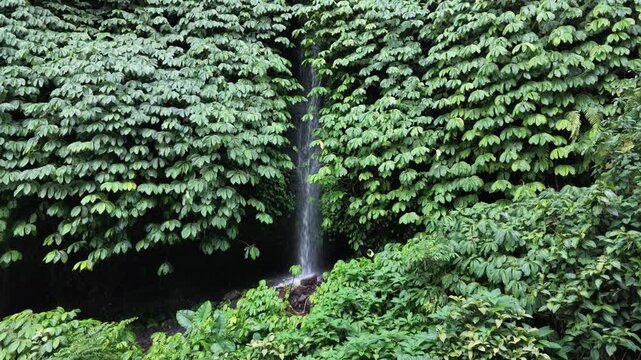 Sekumpul waterfall cascading through lush green tropical jungle foliage in Bali Indonesia, nature scene perfect for travel background, serene landscape, wilderness exploration and adventure vibes