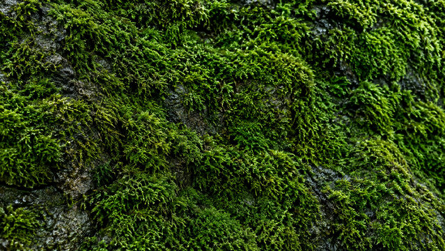 Texture abstraite de mousse verte sur pierre