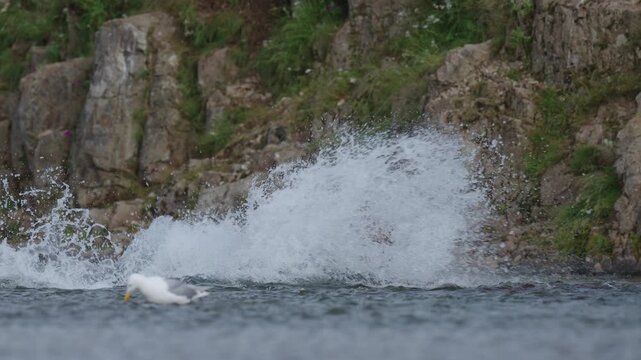 A coastal Alaska brown bear catching red sockeye salmon in the rivers in Katmai National Park, Alaska, USA and eating it on the shore to fatten up for winter