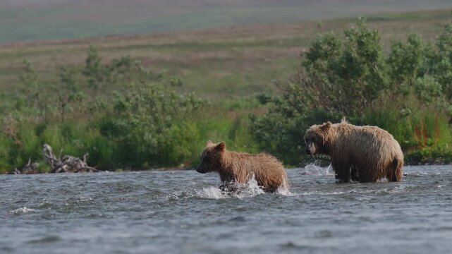 A coastal Alaska brown bear catching red sockeye salmon in the rivers in Katmai National Park, Alaska, USA and eating it on the shore to fatten up for winter