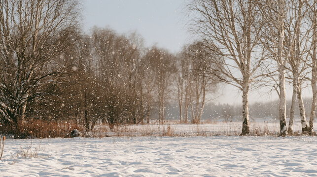 Snow covers a quiet rural landscape with bare trees, soft mist and pale winter light, creating a peaceful cold scene with a calm natural mood.