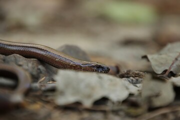 Fototapeta premium A slow worm is hidden in the forest leaves.