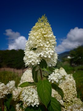 panicle hydrangea