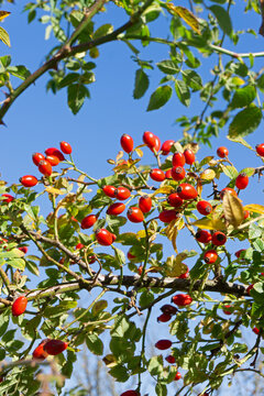 Hagebutten, Strauch mit reifen roten Fr&uuml;chten vor strahlend blauem Himmel, Rosa Canina