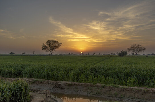 View of a golden sunset over lush green fields with scattered trees and a small irrigation ditch in the rural landscape of Multan, Punjab, Pakistan.