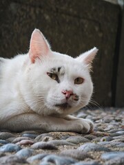 Close-ups of a disturbed white cat that was woken up © TK